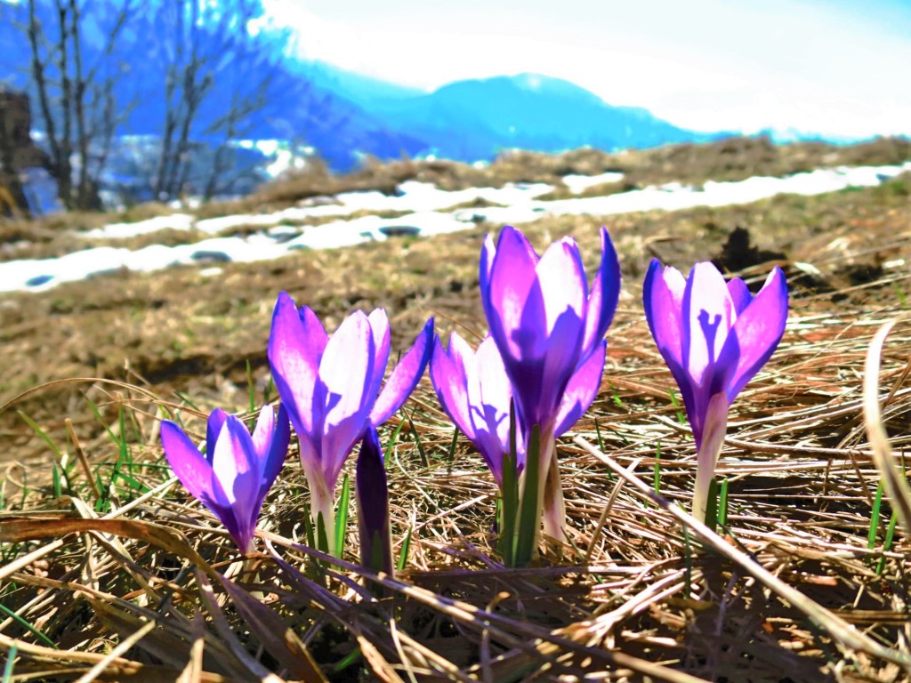 wiosna w Tatrach