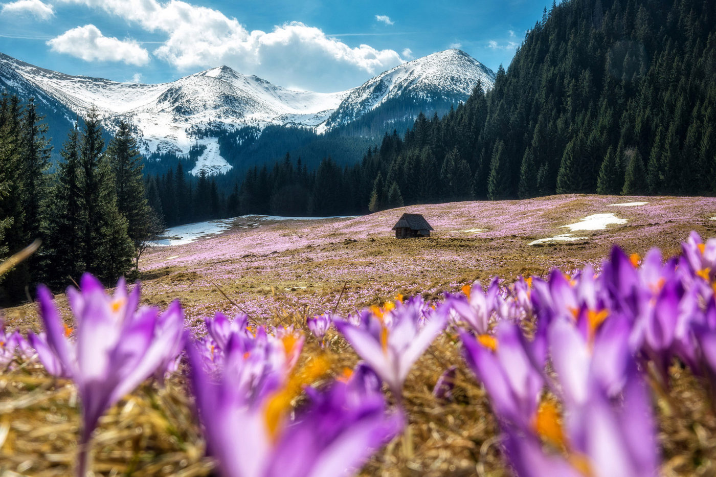 kalatowki, krokusy, fot Adam Brzoza, kwiat, szafran, Tatry